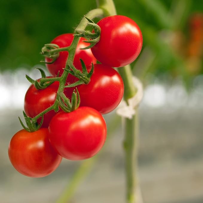 Piteno® 300Pcs Tomato Clips, Plastic Trellis Clips, Plant Support Clips - Image 5