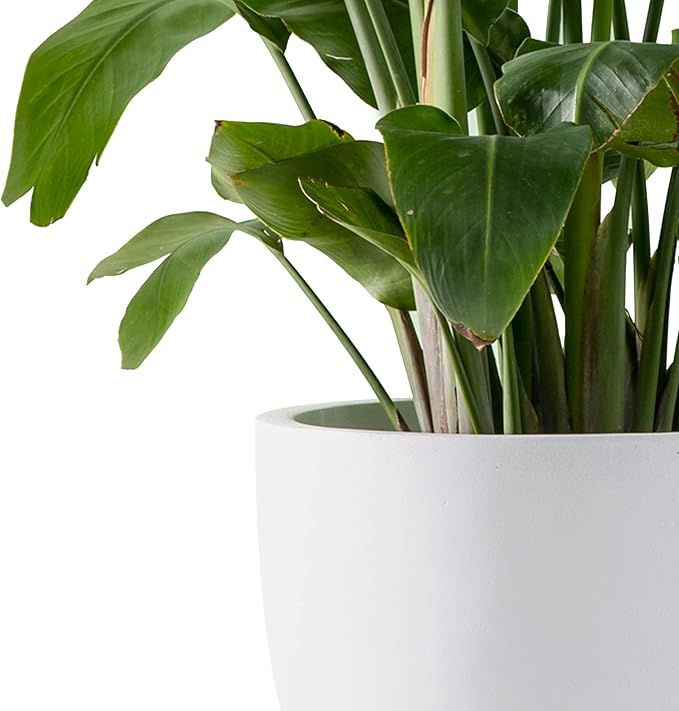 Kante 16.5" Dia Round Concrete Planter, Large Outdoor Modern Indoor Decorative - Image 9