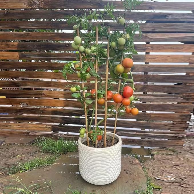 Natural Bamboo Trellis, Fan-Shaped Plant Support Trellis - Image 4