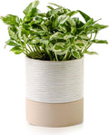 Nihow Self Watering Plant Pot: 6 Inch Ceramic Planter by Nihow