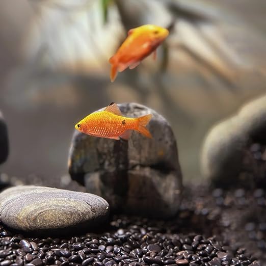 2lb Black Rocks for Planters- 1/4" - Image 7