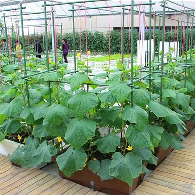 3Feet 36inch Garden Stakes Sturdy Plant Sticks Support Tomato Stakes - Image 5