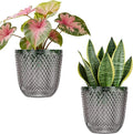 QCQHDU 2 Pack Self Watering Pots, 5.7 Inch Flower Pots by QCQHDU