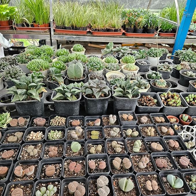 80 Pcs Nursery Pots 4 Inch, Plastic Seed Starting Pot - Image 2