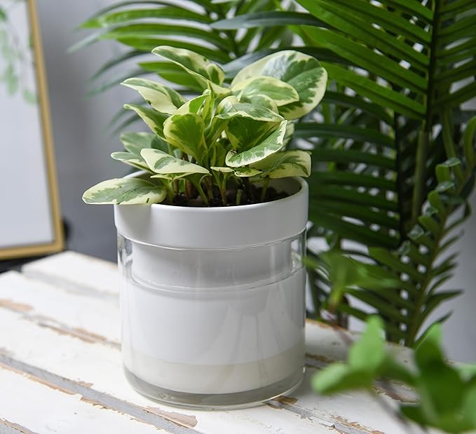 Phoenix Vine 6 Inch Self Watering Planter - Image 2