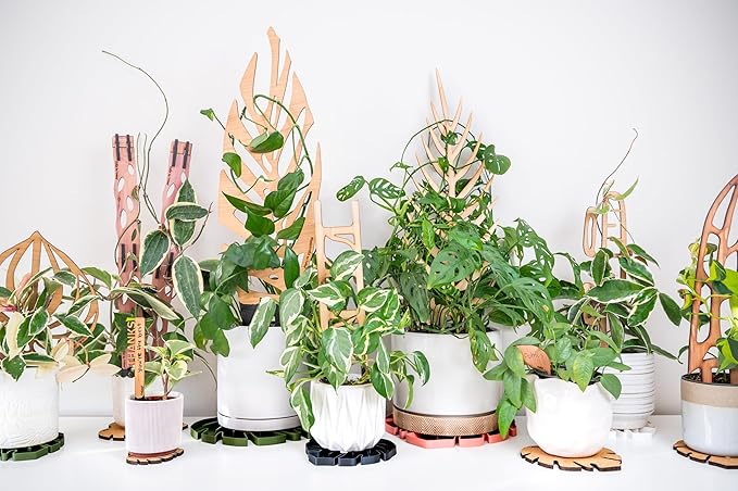 Treleaf Zella Grande Starter Kit – Wooden Extendable Plant Trellis - Image 5